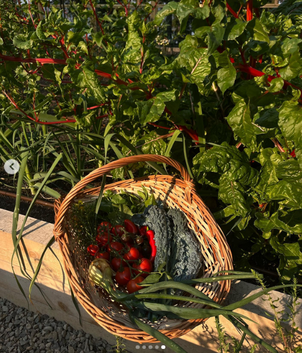 Una cesta de mimbre tejida, rebosante de productos frescos del huerto, descansa en el borde de un bancal elevado en Arcady, con un fondo de acelgas de un verde intenso y tallos de un carmesí brillante. Repleta de tomates rojos recién recogidos, col rizada oscura y rizada, hierbas aromáticas y cebollas verdes, esta colorida cosecha destaca la próspera parcela de Pamela Anderson en la isla de Vancouver. Ella compartió esta instantánea de la abundante cosecha junto con un sencillo pie de foto: "Del huerto… 🤍". | Fuente: Instagram/pamelaanderson