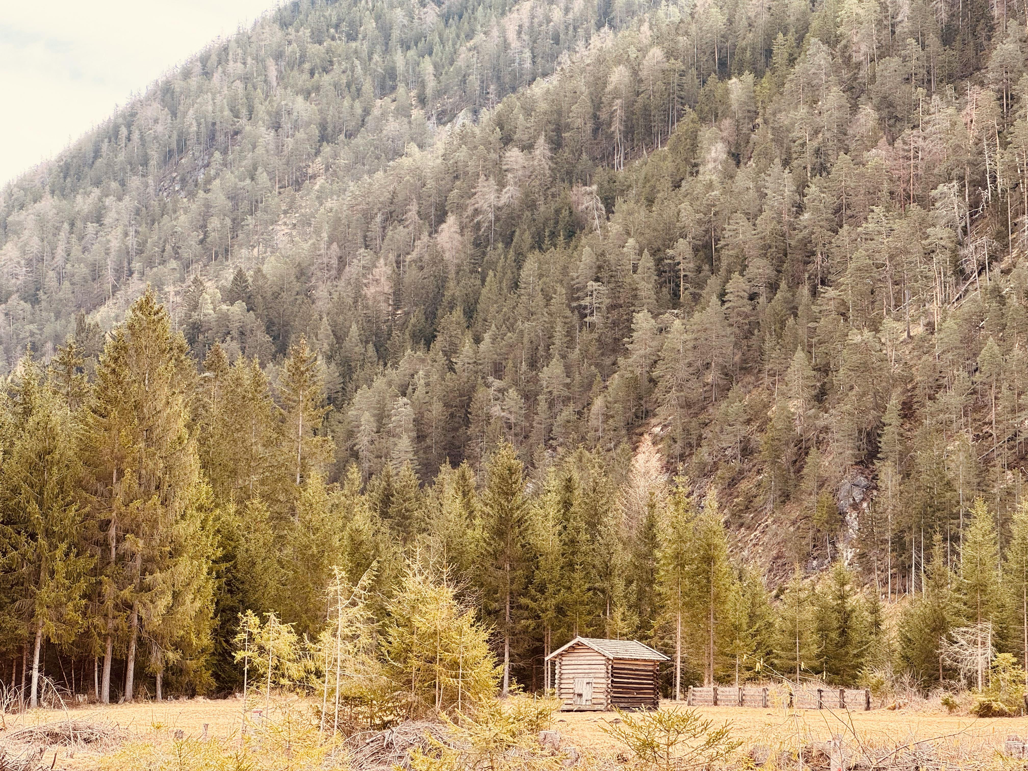 Un lugar remoto rodeado de un denso bosque | Fuente: Pexels