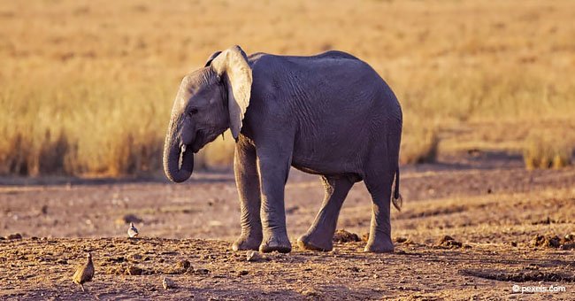 15 años de prisión para mujer de 70 años traficante de marfil responsable de matar 350 elefantes