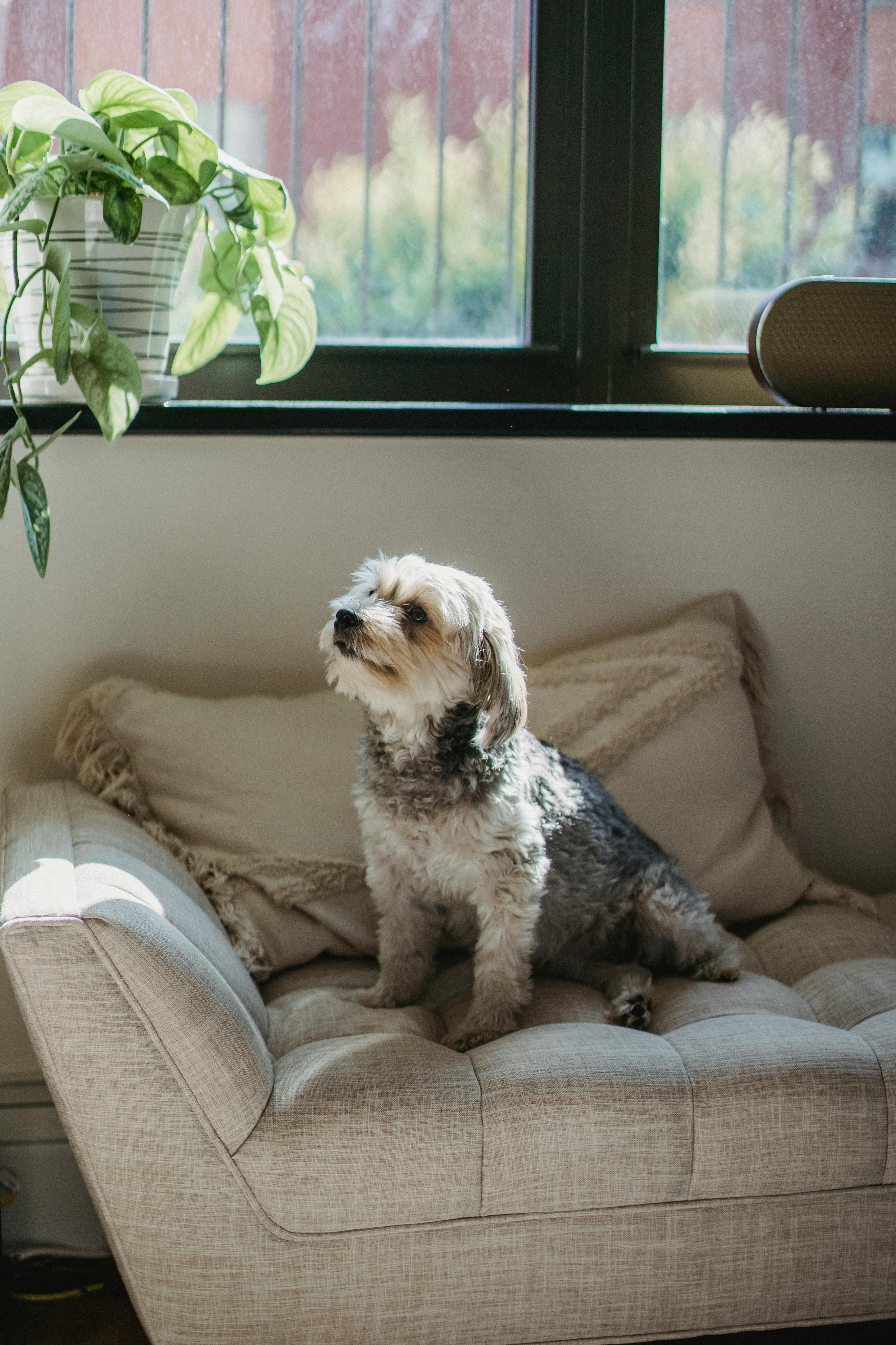 Un perro en el sofá | Fuente: Pexels