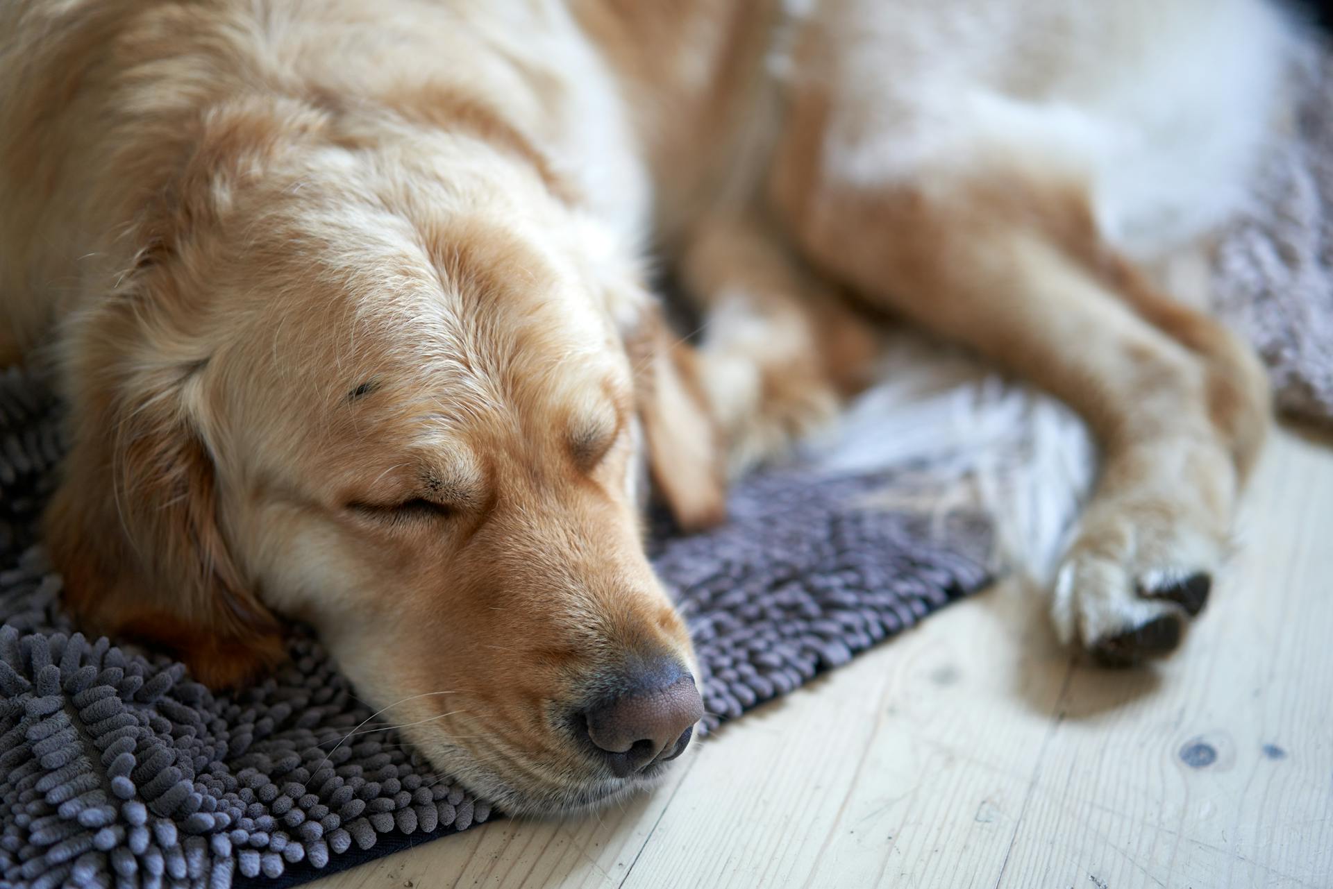 Un perro durmiendo | Fuente: Pexels