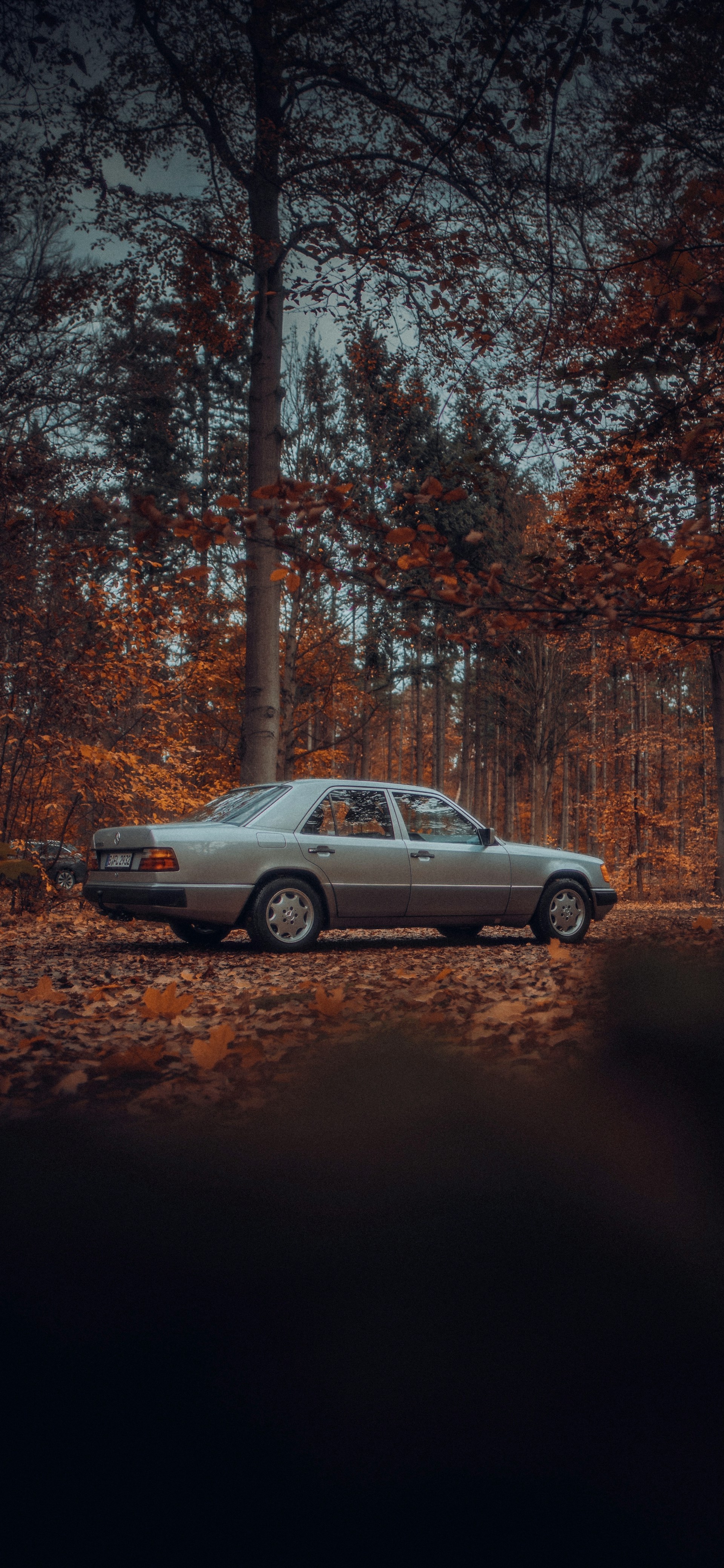 Un'auto parcheggiata in un paesaggio denso | Fonte: Unsplash