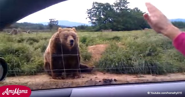 Mujer saluda a oso de 140 kg desde su coche y su reacción se vuelve viral rápidamente