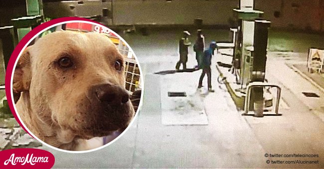 Perrito callejero adoptado por personal de gasolinera defendió a nuevo amigo de ladrones armados