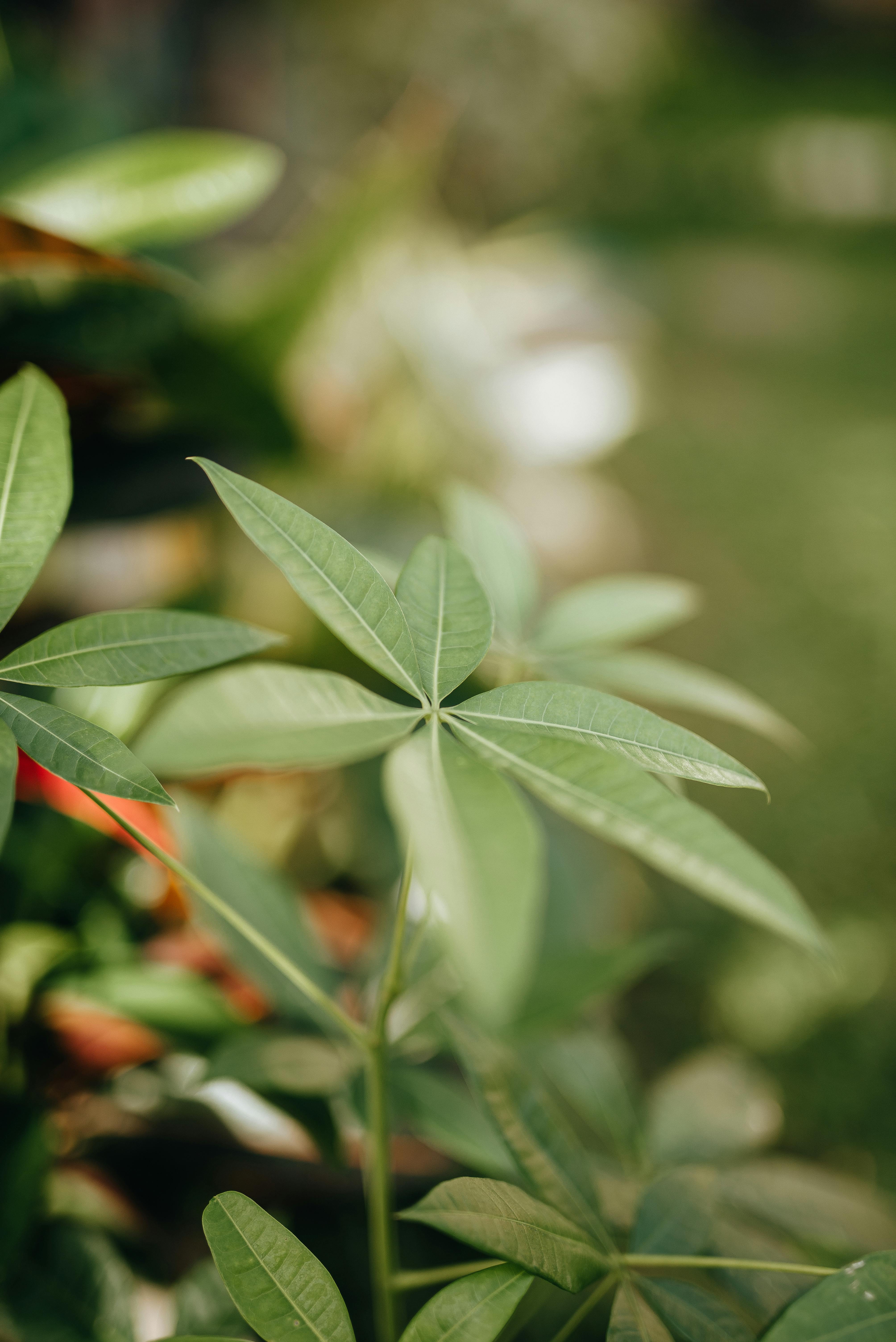 Un árbol del dinero | Fuente: Pexels