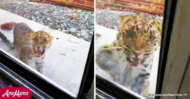 Aterrador video muestra a peligroso y raro leopardo que intenta atacar a hombre fuera de su ventana