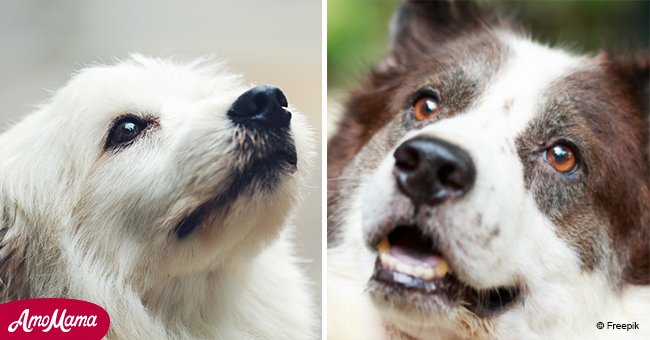 6 razas de perros que sufren lo peor de la ansiedad por separación