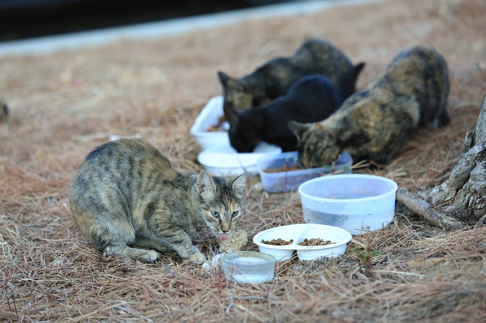 Gatos alimentándose al aire libre. | Imagen: Flickr