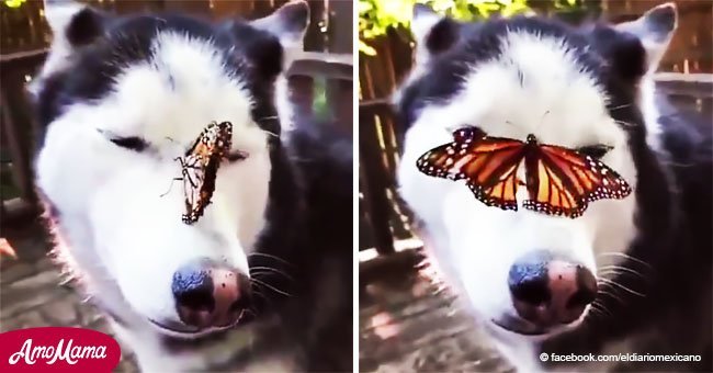 Husky queda helada cuando una mariposa decide pararse sobre ella y derrite corazones (video)