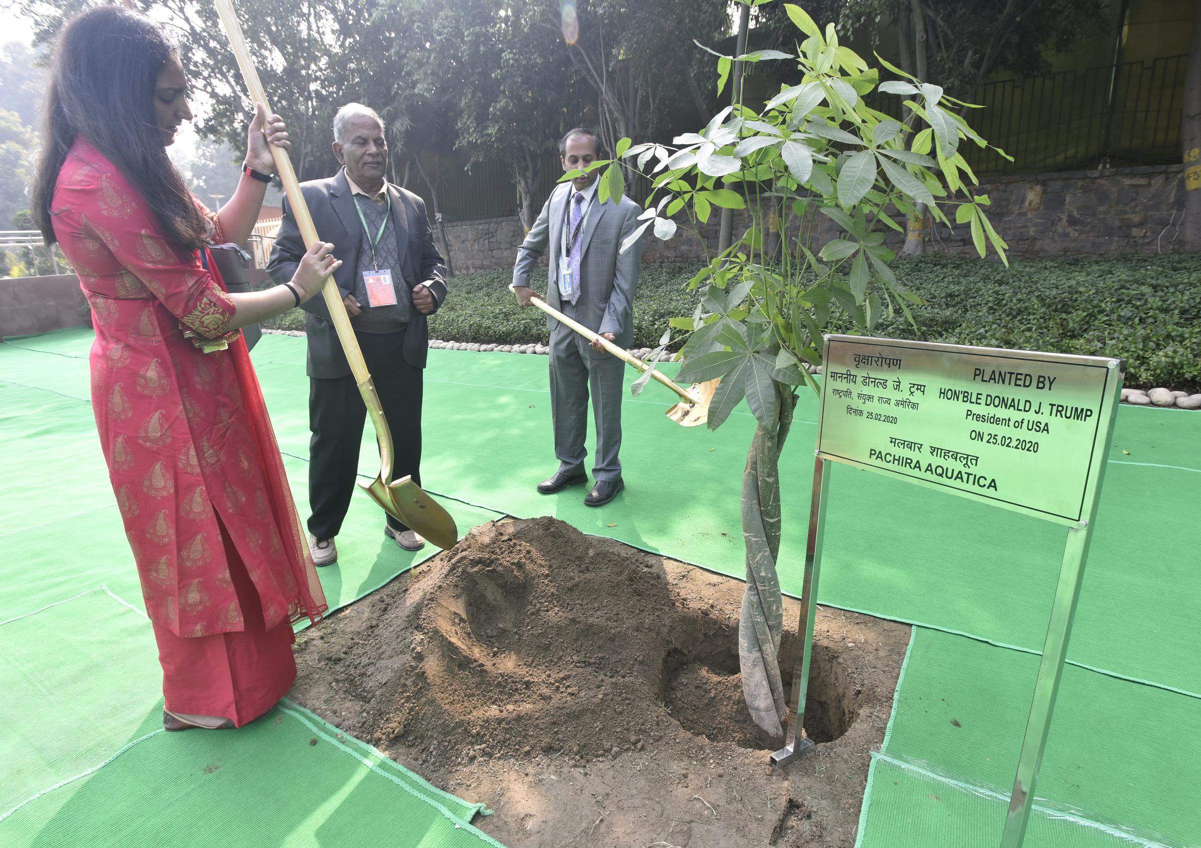 Un árbol del dinero plantado por el presidente Donald Trump y la primera dama Melania Trump en Nueva Delhi, India. | Fuente: Getty Images