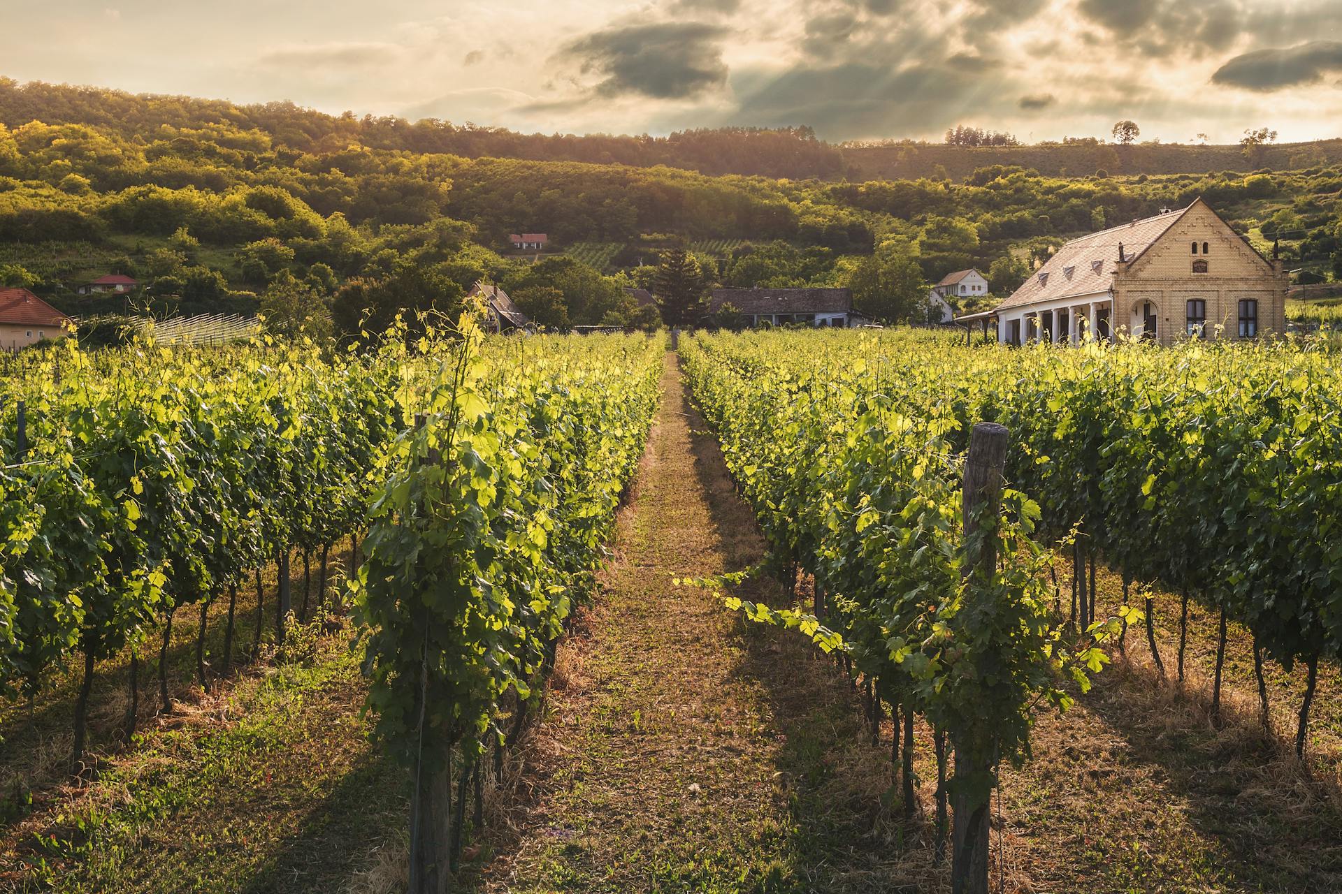 Un campo verde cerca de una casa | Fuente: Pexels