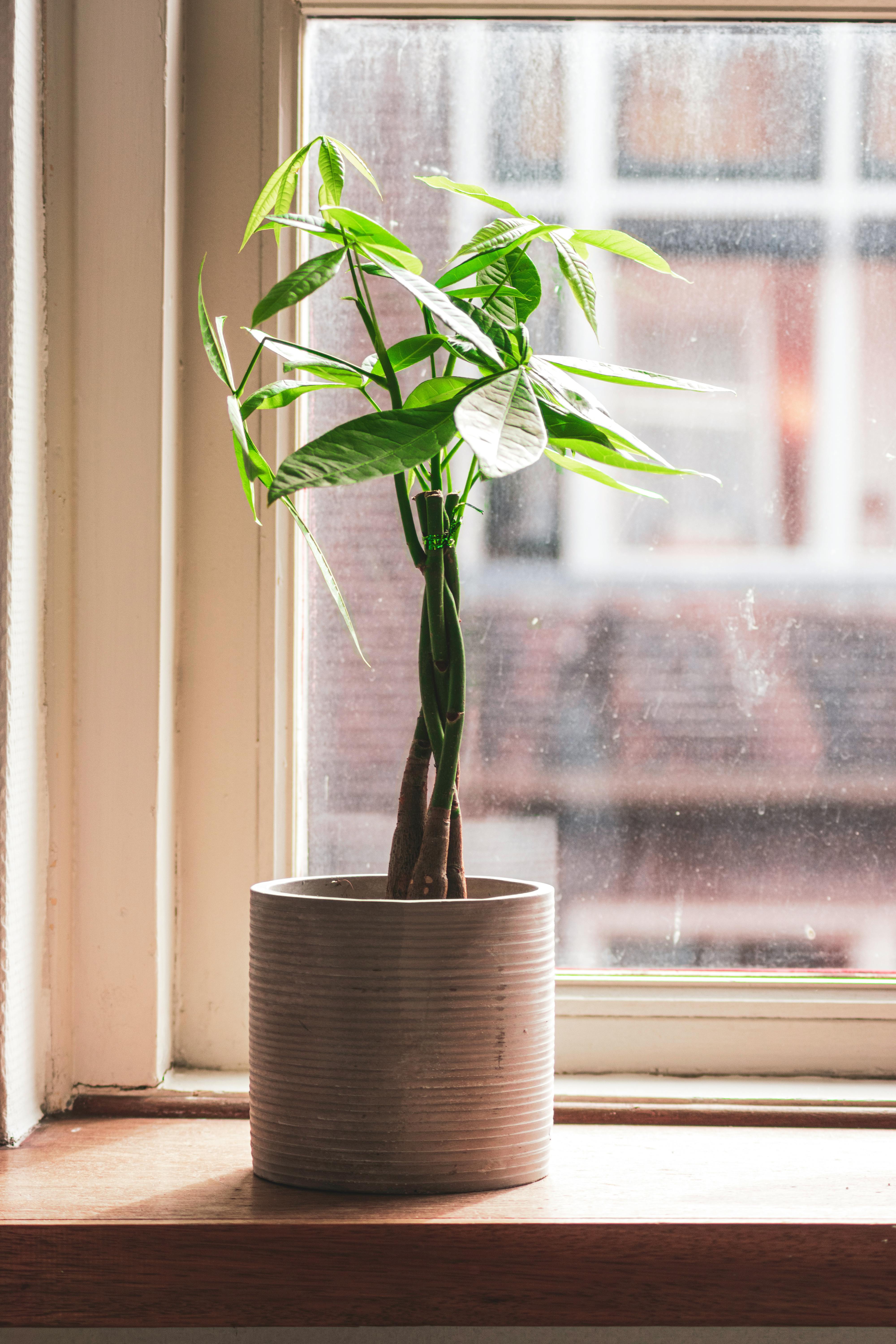 Un árbol del dinero | Fuente: Pexels