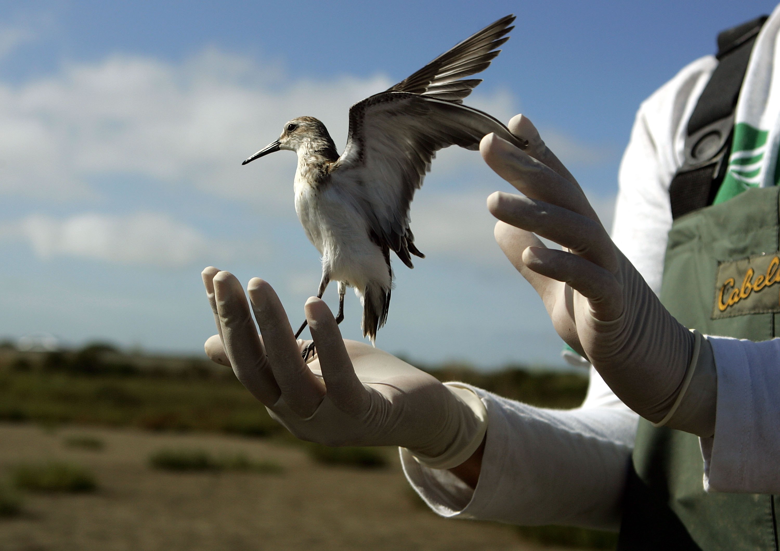 Brooke Hill, bióloga y técnica científica del USGS, libera un correlimos occidental tras someterlo a pruebas de detección de la gripe aviar altamente patógena H5N1 en Sonoma, California, el 16 de agosto de 2006 | Fuente: Getty Images