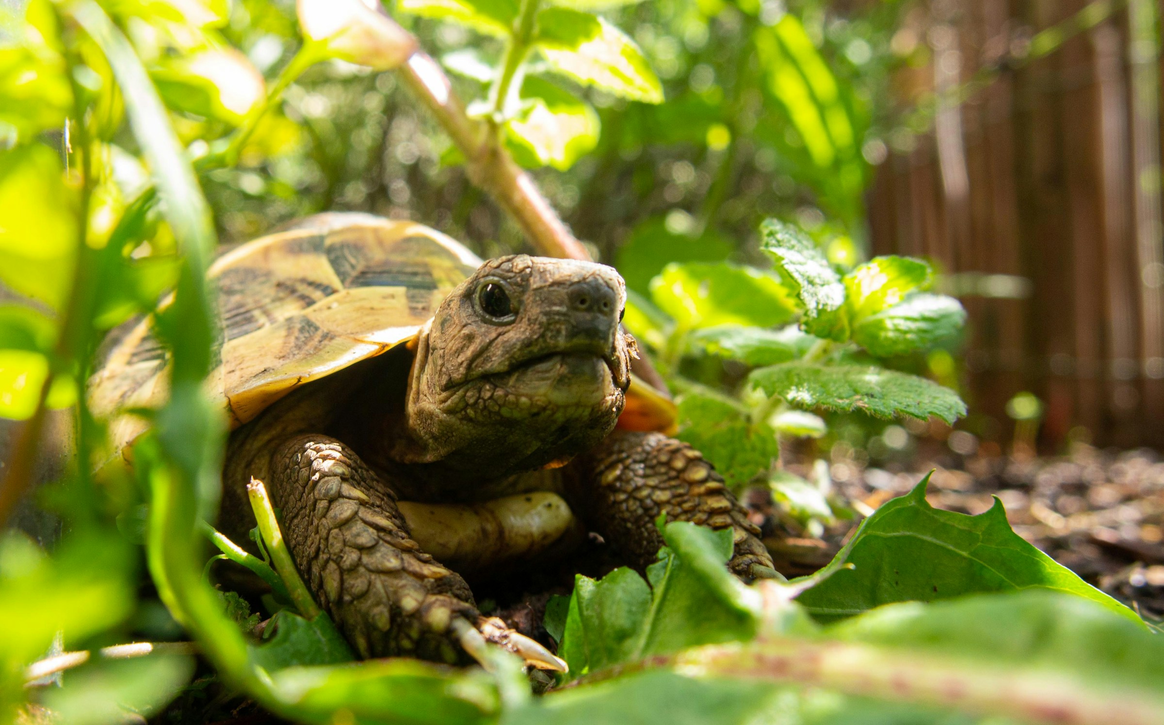 Una tortuga | Fuente: Unsplash