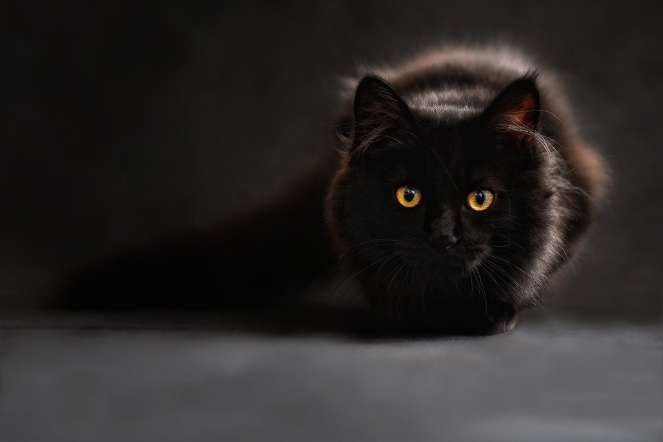 Imagen referencial de un gato negro.  | Foto: Pixabay