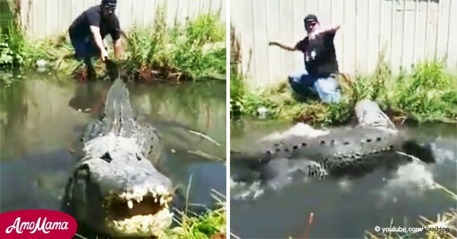 Hombre poco inteligente decide jugar con caimán y enfrenta furia del animal