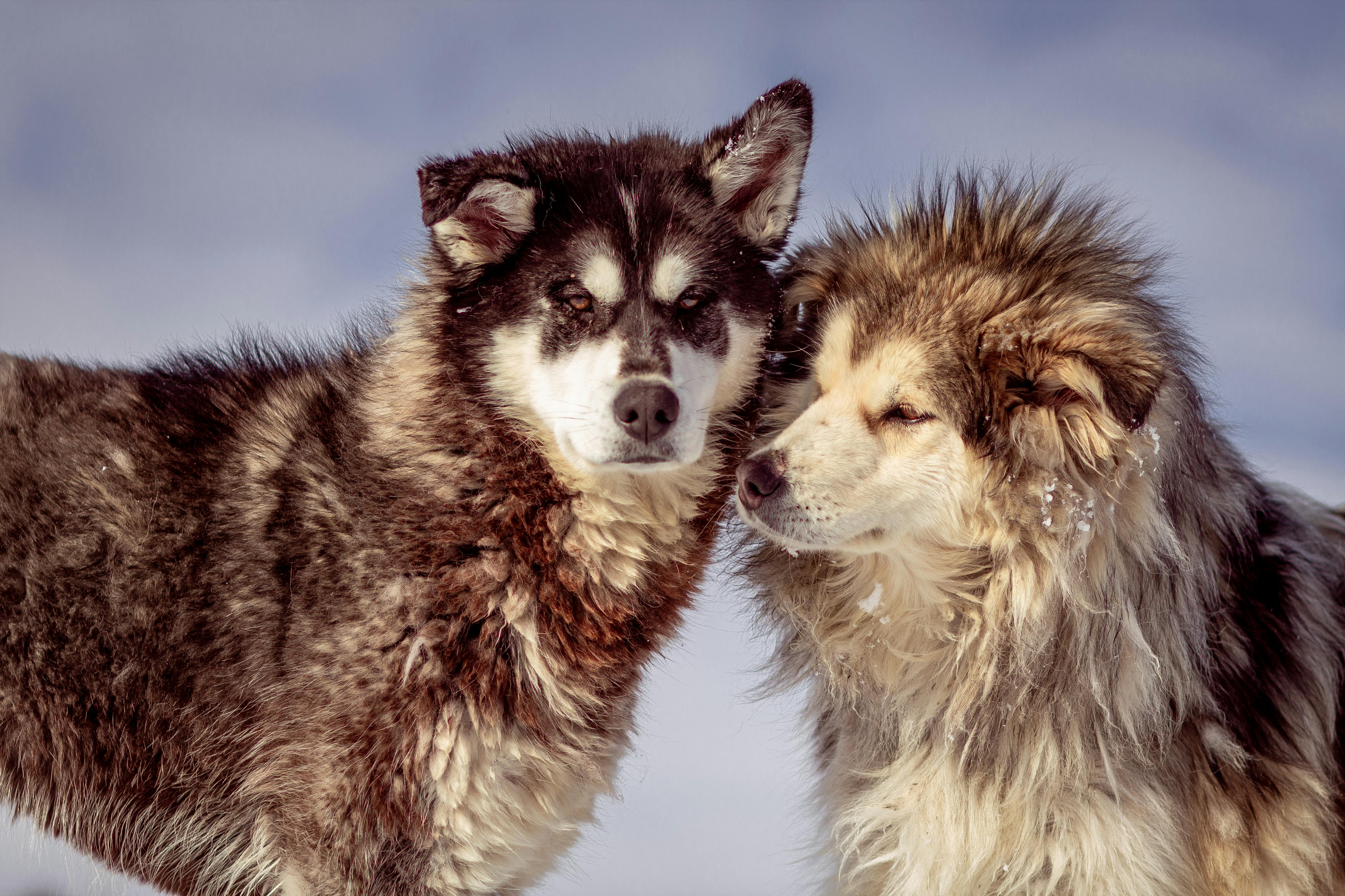 Dos perros | Fuente: Pexels