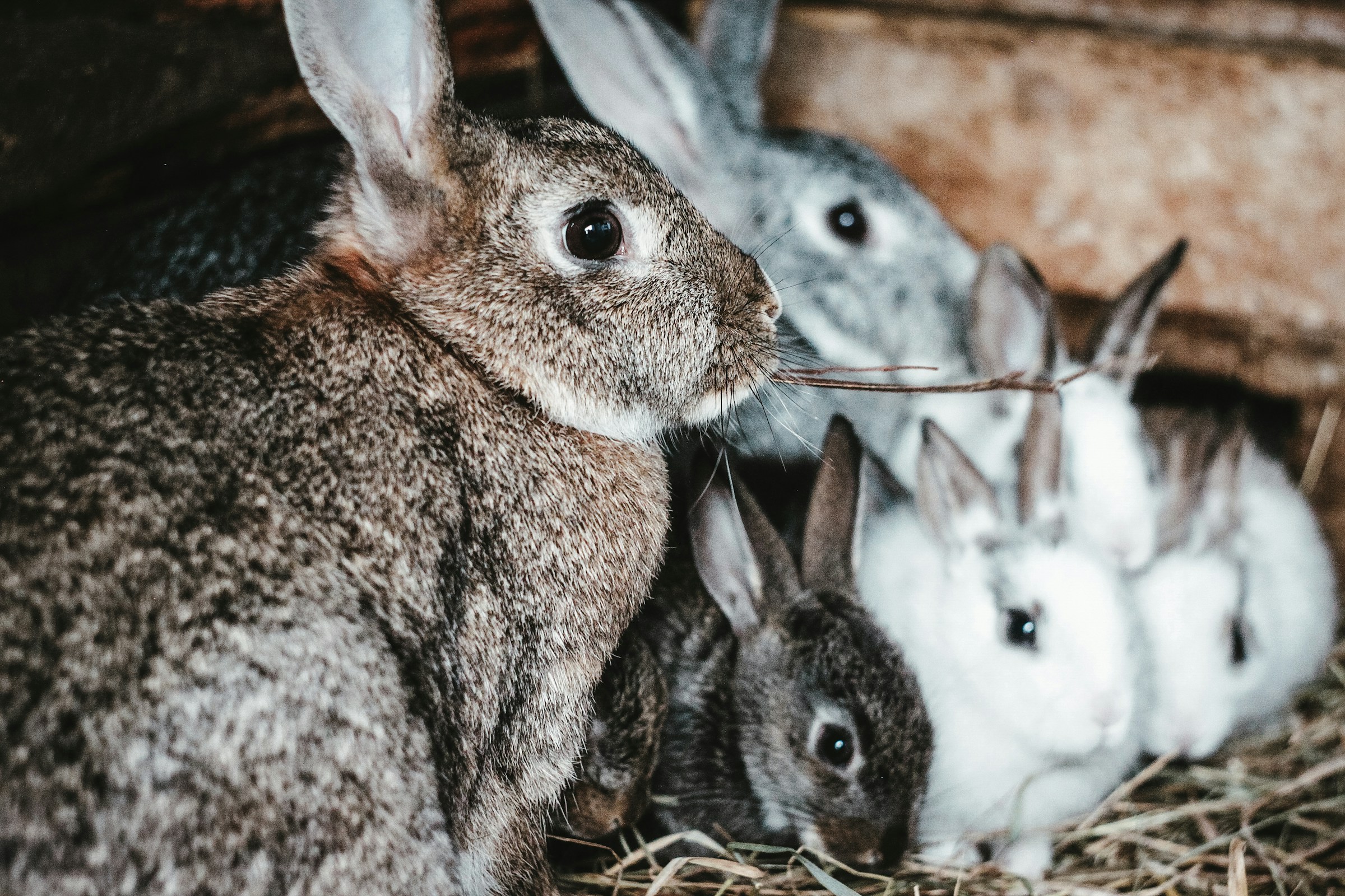 Una pareja de conejos sentados juntos | Fuente: Unsplash