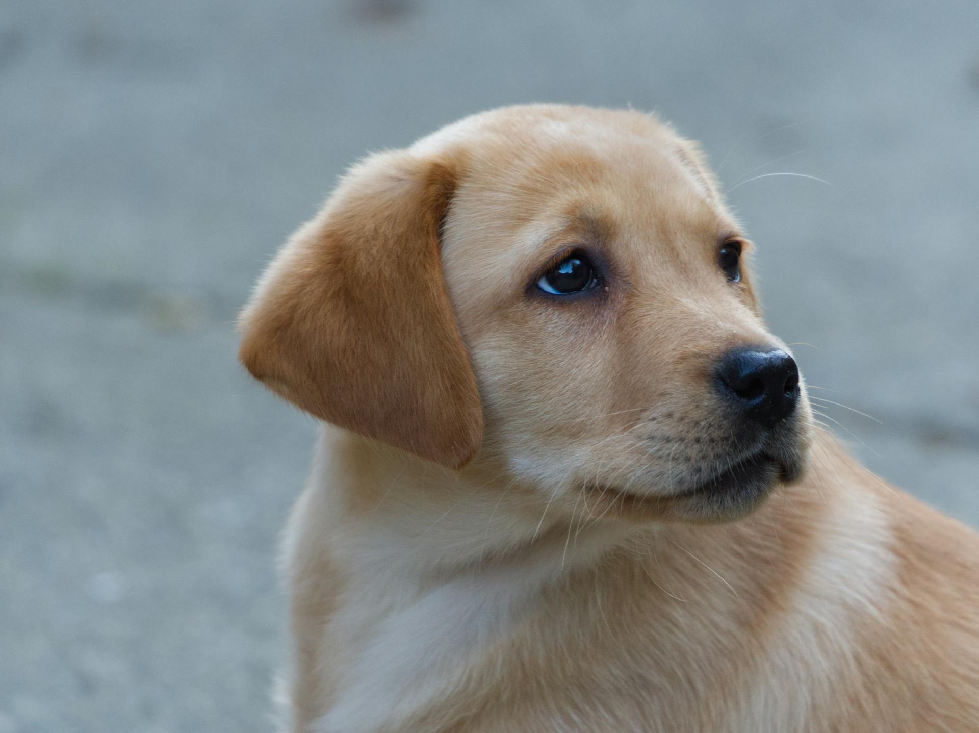 Un cachorro | Fuente: Pexels