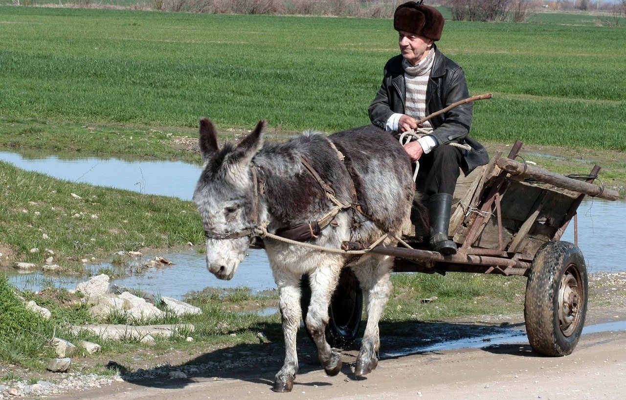 Una mula tirando de un carro. |  Foto: Pixabay
