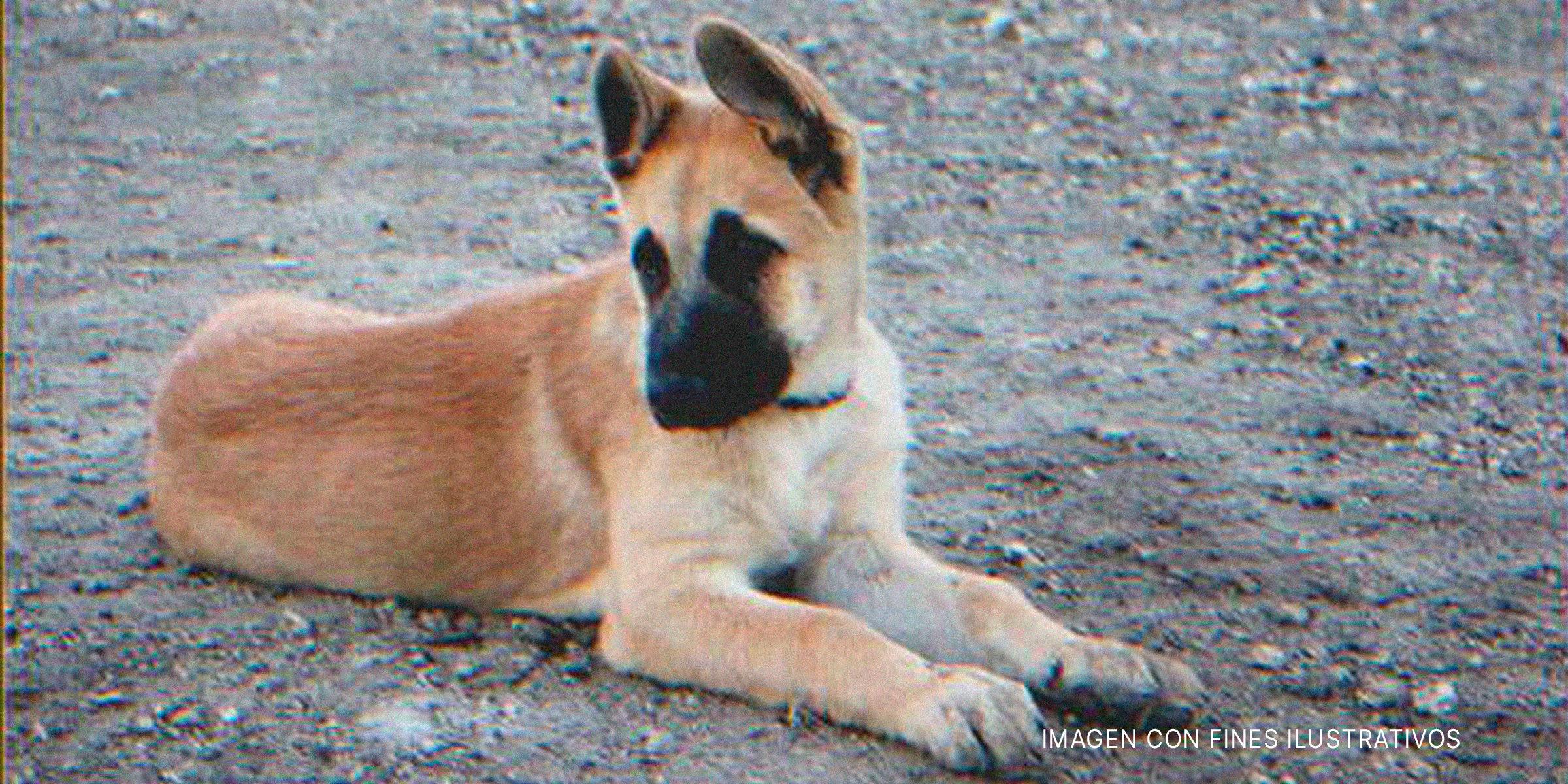 Cachorro canino | Foto: Flickr.com/cuatrok77 (CC BY-SA 2.0)