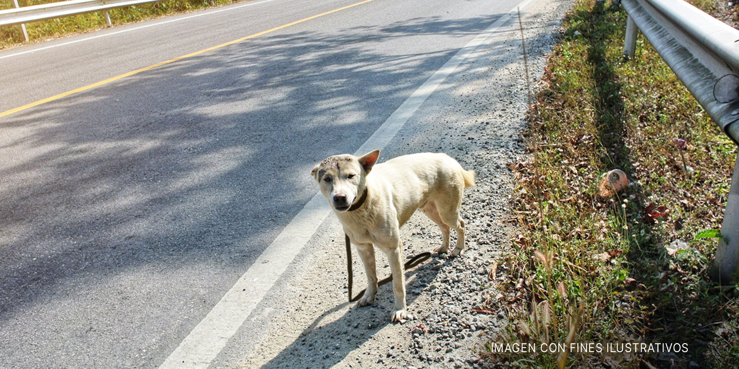 Perro extraviado en una carretera. | Foto: Shutterstock