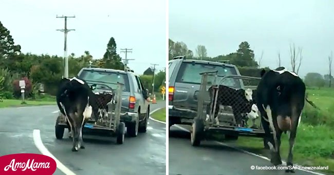 Vaca persigue a sus bebés mientras son llevados al matadero. Video capta el conmovedor momento