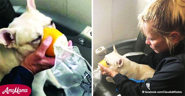 Empleados de aerolínea le ponen máscara de oxígeno a perrito que se asfixia