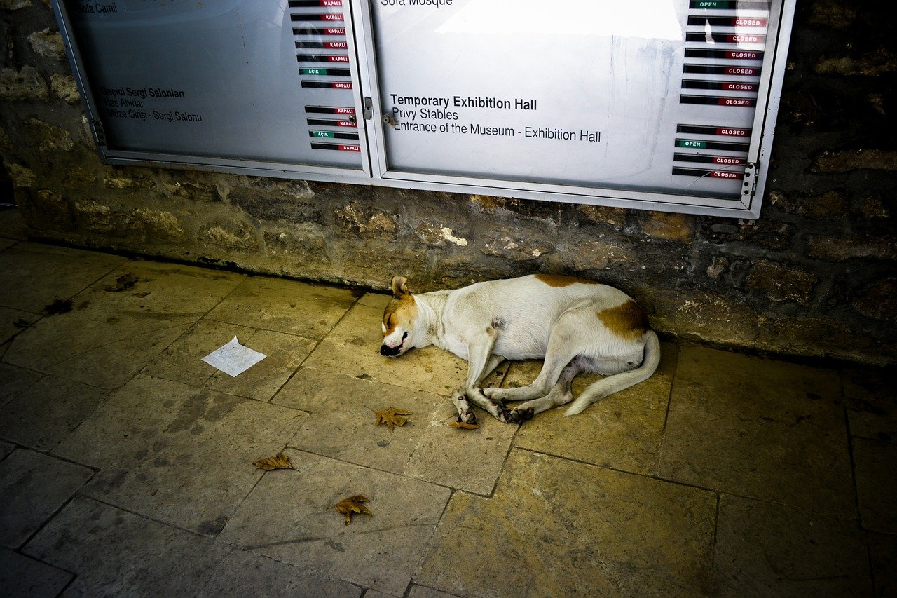 Perro callejero recostado sobre el suelo. | Imagen: Needpix.com