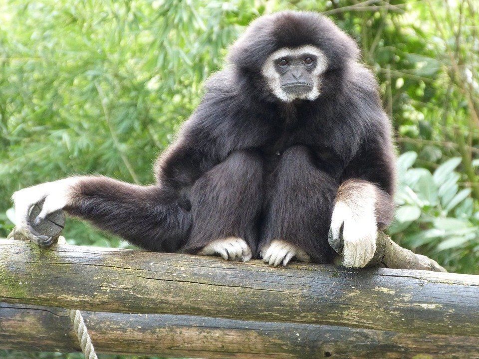 Mono Gibón sentando sobre un tronco. | Foto: Pixabay
