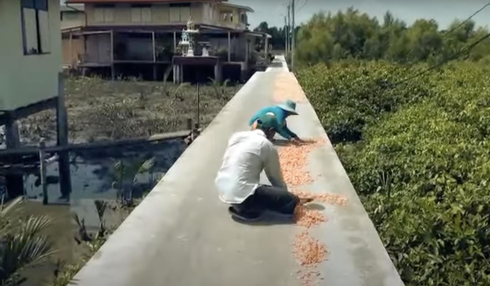 Los trabajadores colocan meticulosamente las gambas para que se sequen al sol, evitando el uso de máquinas para conseguir un sabor más auténtico. | Fuente: YouTube/ KRUA punto CO