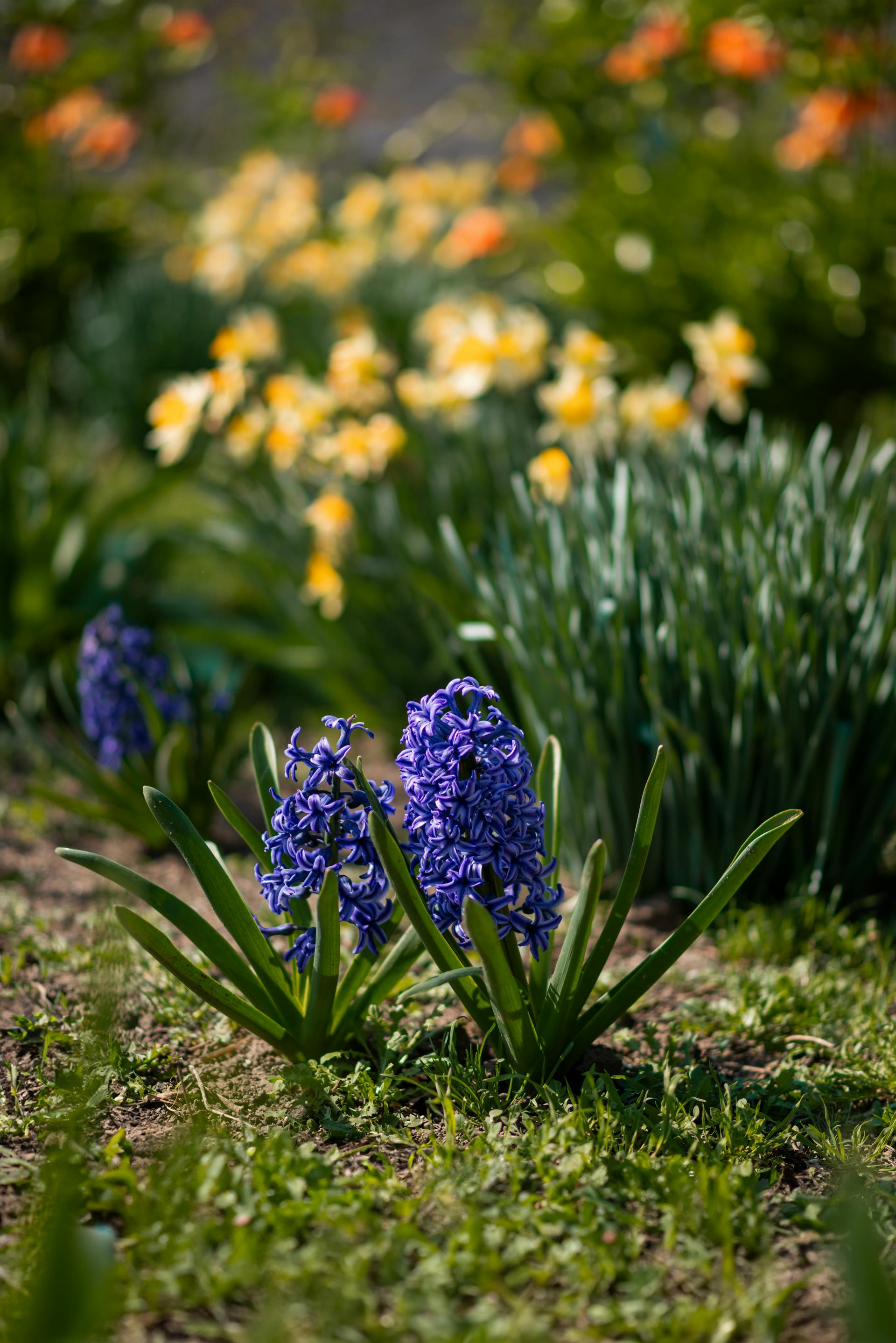 Flores floreciendo en un jardín | Fuente: Pexels