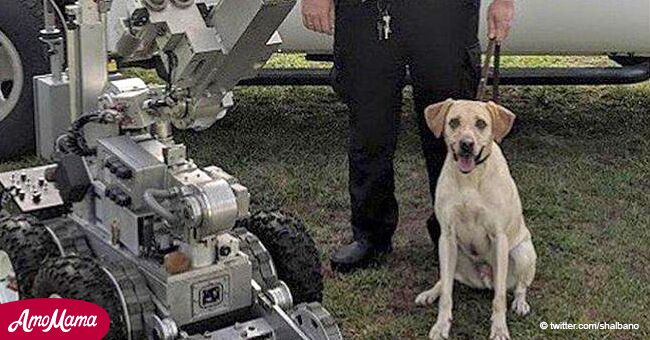 Oficial que dejó a perro en auto caliente por 6 horas hasta morir no enfrentará cargos