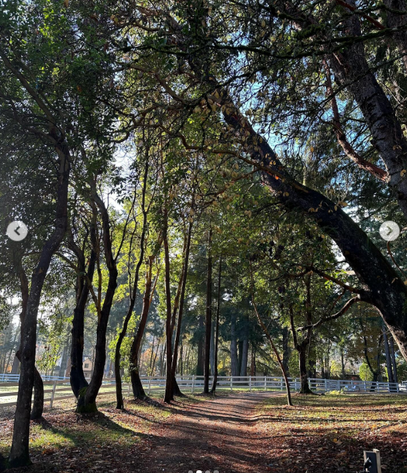 La luz dorada del sol se cuela a través de un dosel de madroños maduros y árboles de hoja perenne costeros a lo largo de un sendero de tierra cubierto de hojas en Arcady. Rodeados por una clásica valla blanca de prado a lo lejos, los apacibles terrenos de la isla de Vancouver reflejan el tranquilo refugio al que Pamela Anderson regresó para disfrutar. Compartió el paisaje otoñal con este sereno pie de foto: "El otoño es una época preciosa del año… relajante, tranquila… calcetines de felpa que te abrigan… acurrucarse, hibernar… 🤍". | Fuente: Instagram/pamelaanderson
