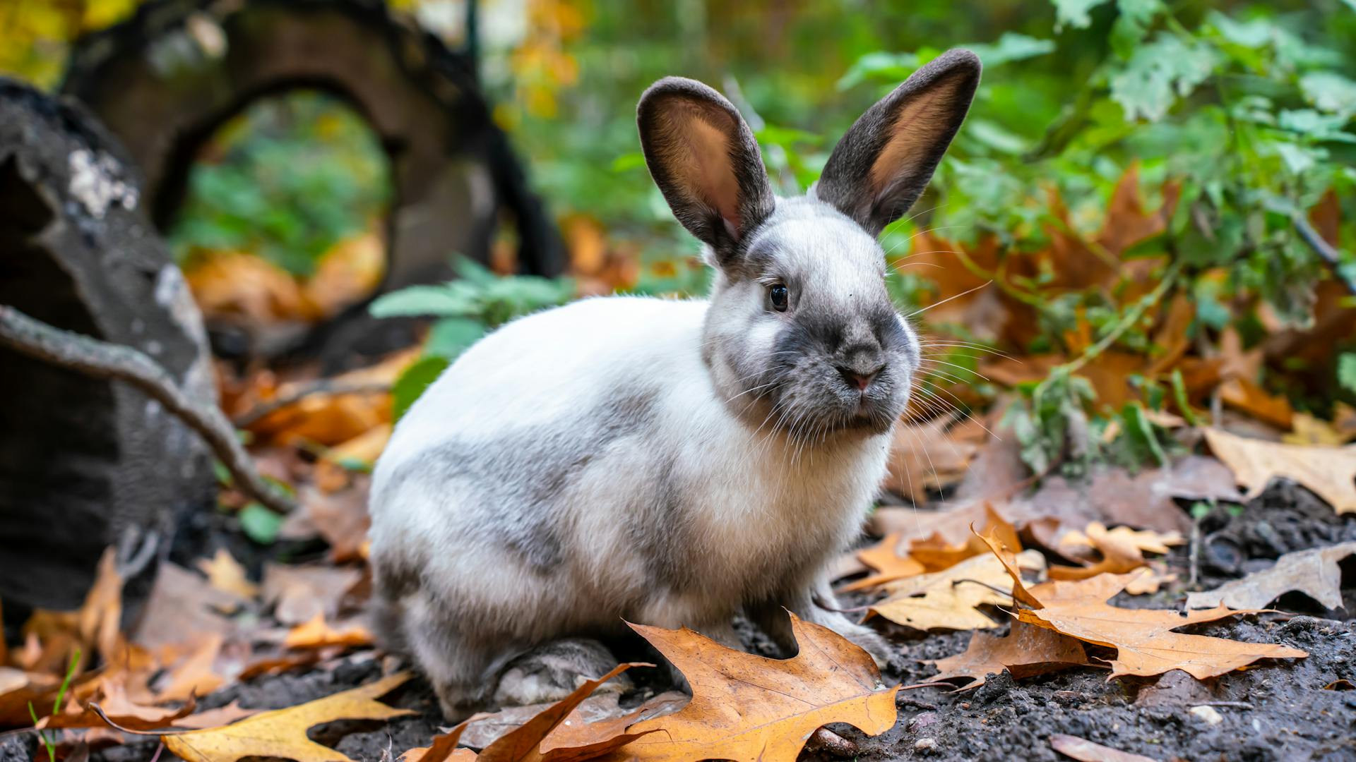 Un conejo en un bosque | Fuente: Pexels