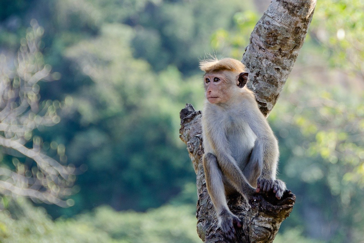Mono sobre un árbol. | Foto: Pixabay