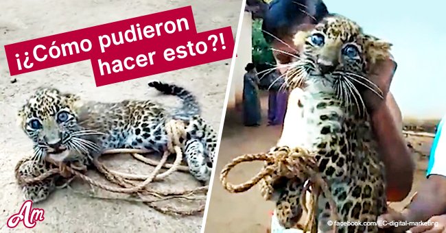 Aterrado cachorro de leopardo fue atado con cuerdas para que los niños pudieran jugar con él