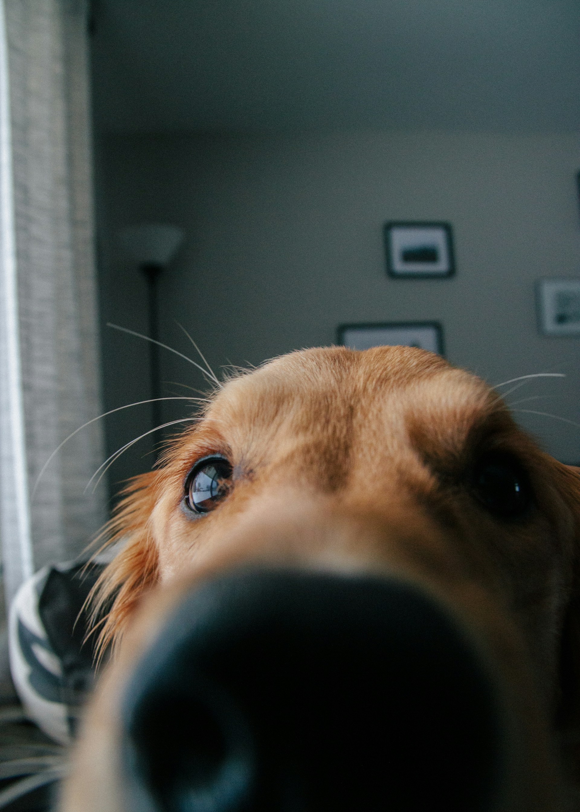 Primer plano de un perro alerta olfateando algo | Fuente: Unsplash