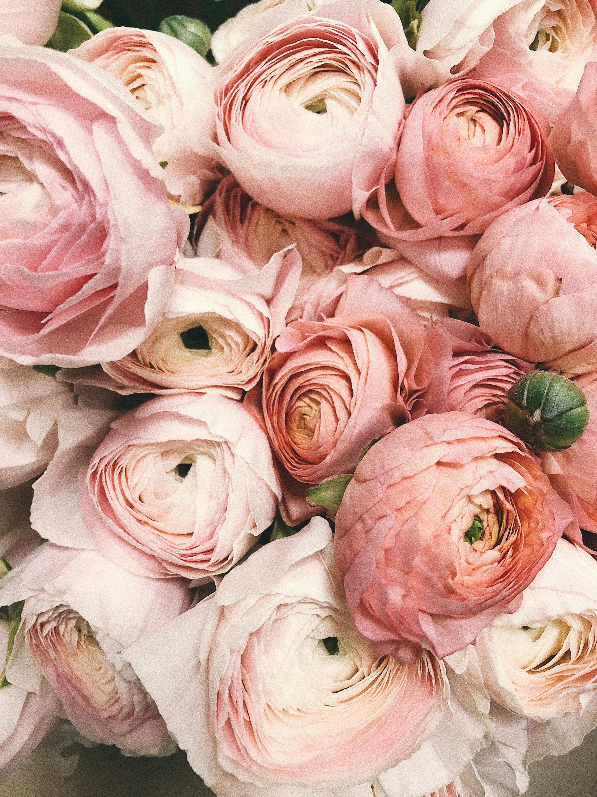 Ramo de peonías rosas | Foto: Pexels