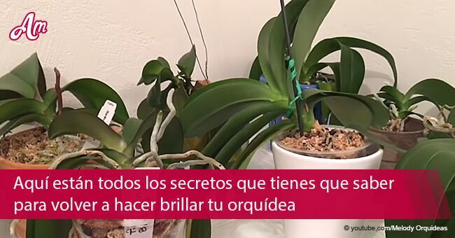 10 consejos para que florezca de nuevo una orquídea descolorida