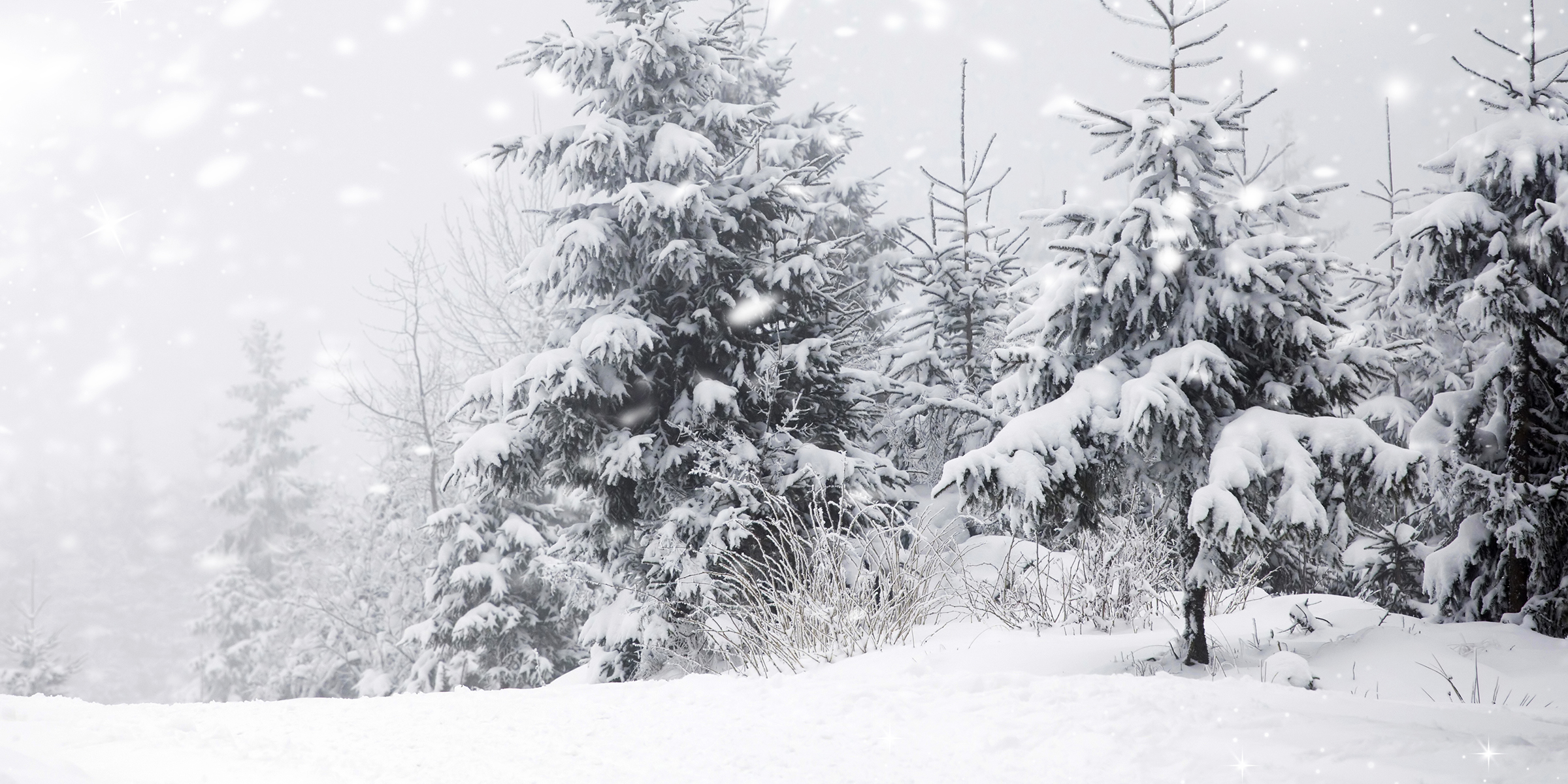 Tierra y árboles cubiertos de nieve | Fuente: Shutterstock