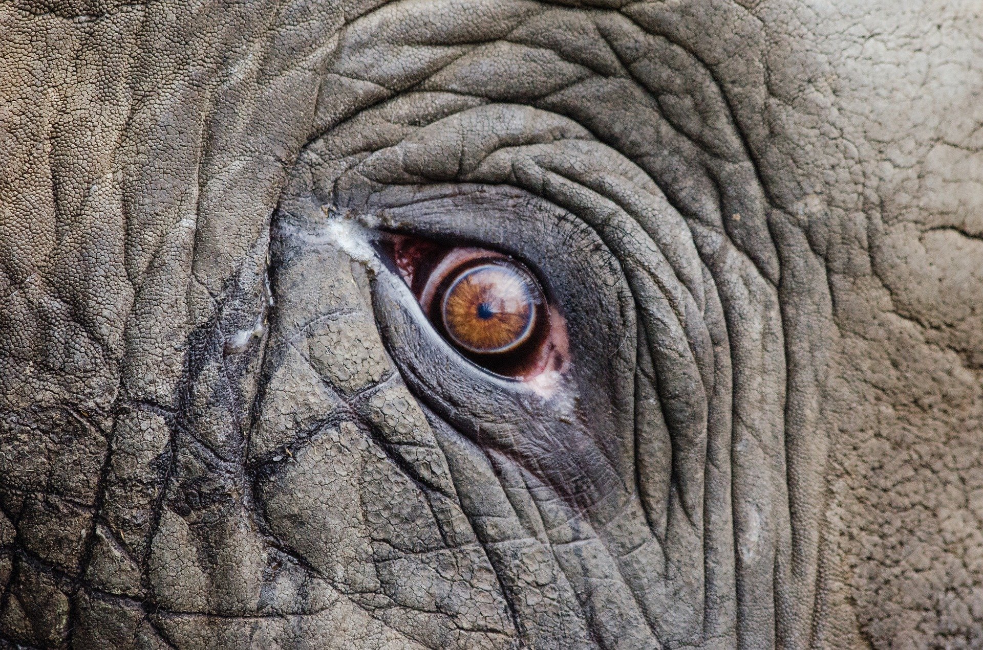 Ojo de elefante. Fuente: Pixabay