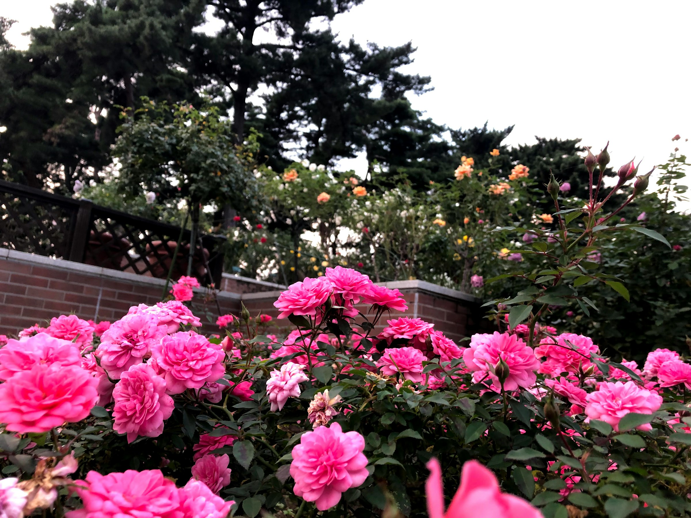 Rosas rosas floreciendo en un jardín | Fuente: Unsplash