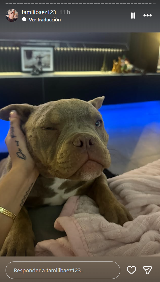 La mascota familiar también descansa tras el festejo del cumpleaños de Jamaica | Fuente: Instagram/tamiiibaez123