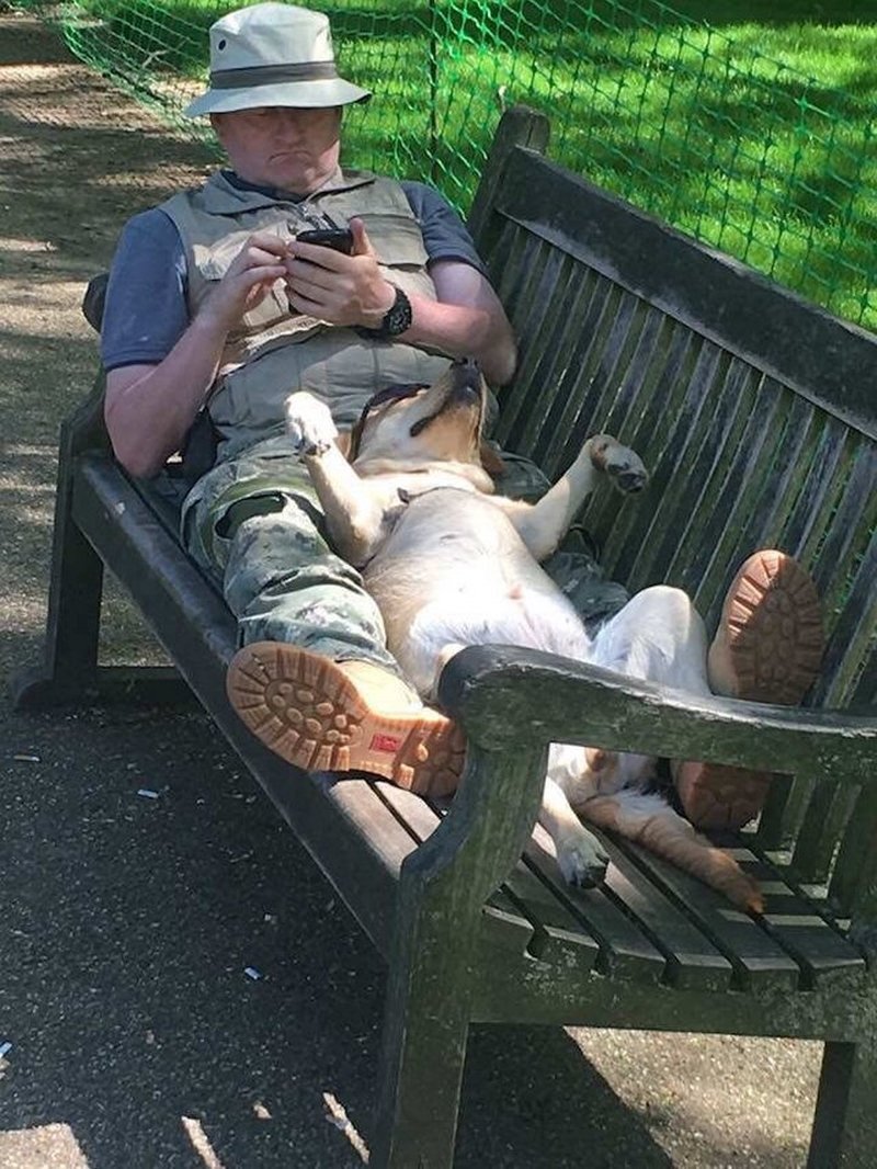 Perro descansando en el parque / Imagen tomada de: Reddit