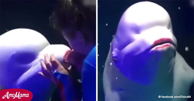 Video muestra momento en que entrenador de animales pinta los labios de ballena beluga con labial rojo