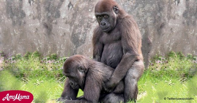 "Mono ve, mono hace". Gorilas muestran comportamiento cuestionable que imita inocentemente a los adultos