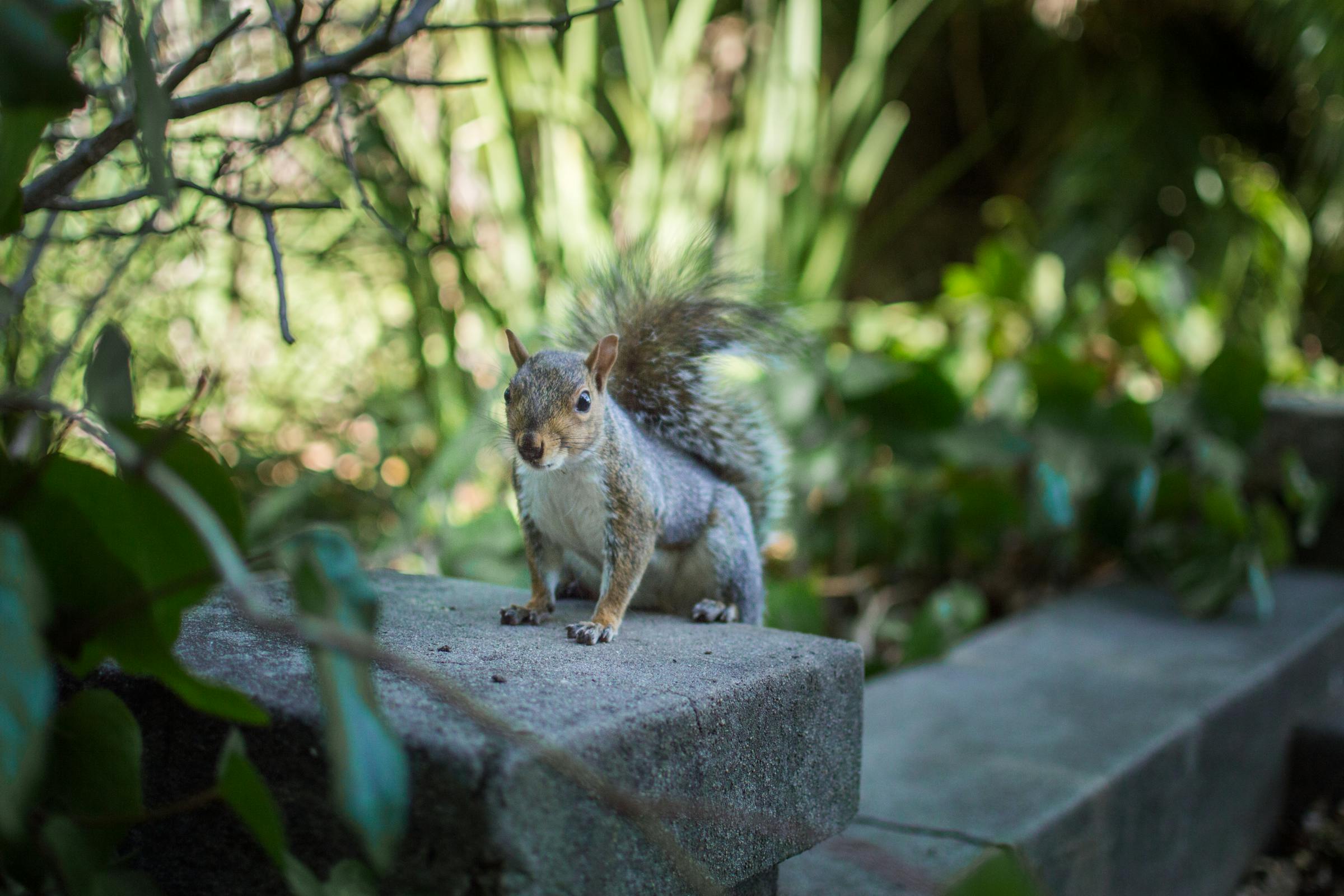 Una ardilla en un jardín | Fuente: Pexels