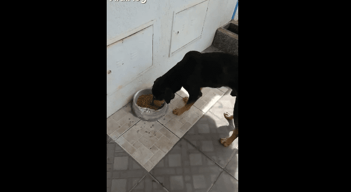 Perro comiendo / Imagen tomada de: Facebook / ViralHog