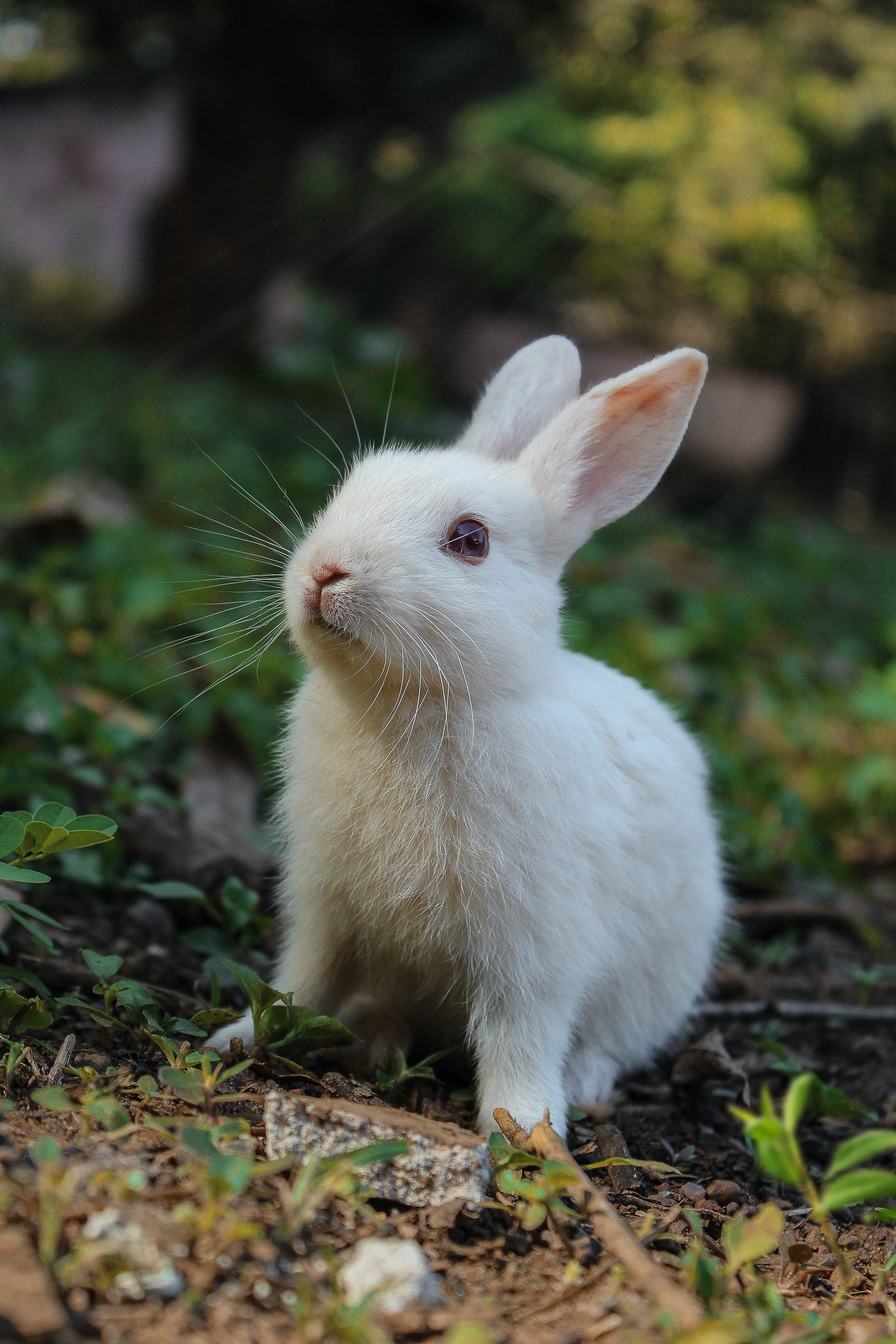 Conejo en medio sobre un terreno. │Foto: Freepik